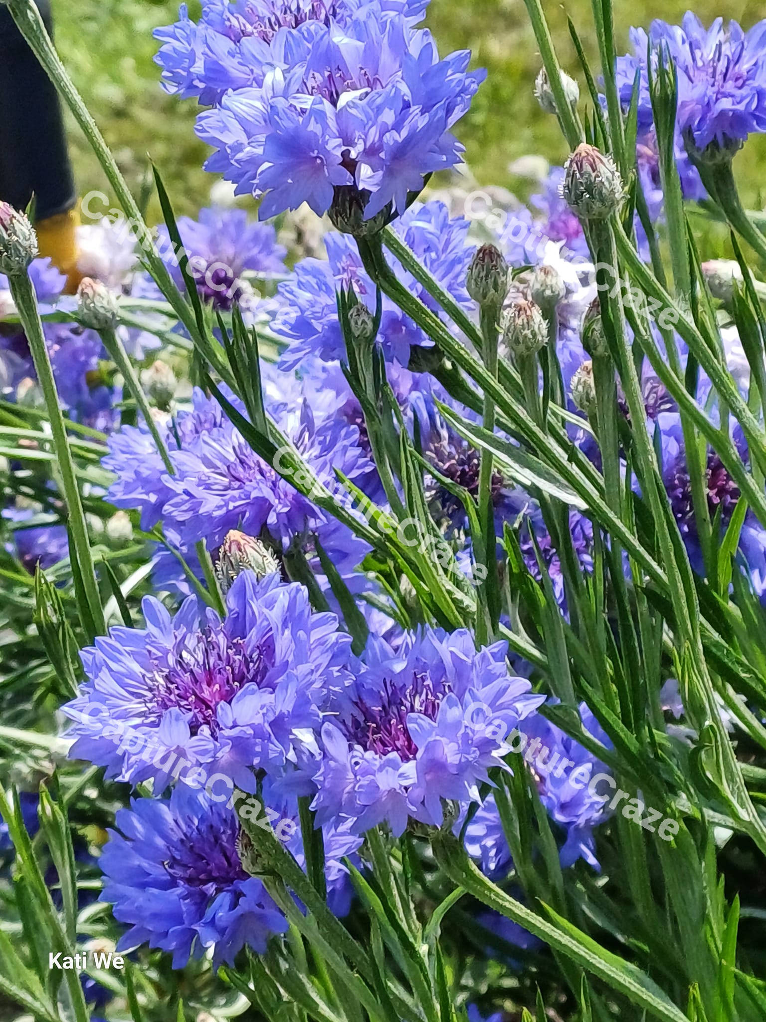 Purple-blue Corn Flowers